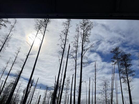 Okefenokee Adventures by null