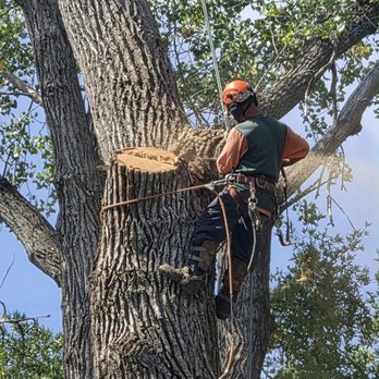 Califa Tree Care - One of ur climbers cutting a big cotton wood tree - Tree Services Near Me Califa Tree Care - One of ur climbers cutting a big cotton wood tree - Tree Services Near Me
