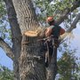 Califa Tree Care
