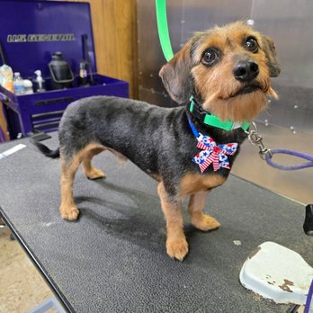 Dandy Doodle Dog Grooming - Pet Groomers Near Me - Wildwood, Florida Dandy Doodle Dog Grooming - Pet Groomers Near Me - Wildwood, Florida