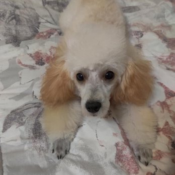 Cosmopawlitan - Pet Groomers Near Me - Simi Valley, California