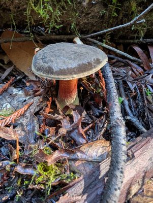 Armstrong Redwoods State Natural Reserve by null Armstrong Redwoods State Natural Reserve by null