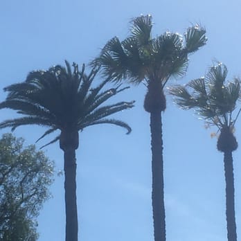 Luis's Tree Service - Washintonia palm trimmed and pineaple shaped and mexican fan palms trimmed - Tree Services Near Me Luis's Tree Service - Washintonia palm trimmed and pineaple shaped and mexican fan palms trimmed - Tree Services Near Me