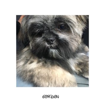 Scruffy Puppy - Gordon's first grooming with Carrie - Pet Services Near Me - Huntsville, Alabama Scruffy Puppy - Gordon's first grooming with Carrie - Pet Services Near Me - Huntsville, Alabama