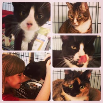 Brooklyn Animal Resource Coalition - Adopt these kitties!! - Animal Shelters Near Me - Brooklyn, New York Brooklyn Animal Resource Coalition - Adopt these kitties!! - Animal Shelters Near Me - Brooklyn, New York