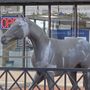 Photo of Chenoweth Horse