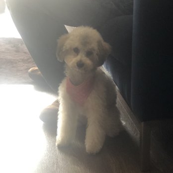 GROOM! Salon - Pet Groomers Near Me - Silver Spring, Maryland