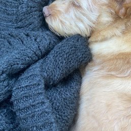 Worn out pup just out of the ICU and happy to be heading home