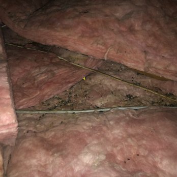 911 Attic Insulation - Nasty rodent poop - Insulation Installation Near Me 911 Attic Insulation - Nasty rodent poop - Insulation Installation Near Me