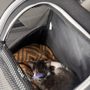 Livewell Animal Hospital of NoMa