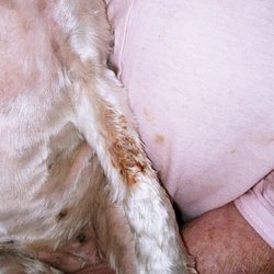 Kritter Sitters - Spot on her leg that looks like it was cut while shaving her.