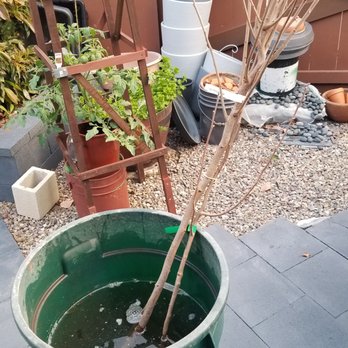 Trees of Antiquity LLC - Nurseries & Gardening Near Me - Paso Robles, California
