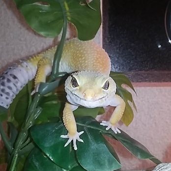 Petco - Here is another picture of my leopard gecko Larry. - Pet Stores Near Me - Irvine, California Petco - Here is another picture of my leopard gecko Larry. - Pet Stores Near Me - Irvine, California