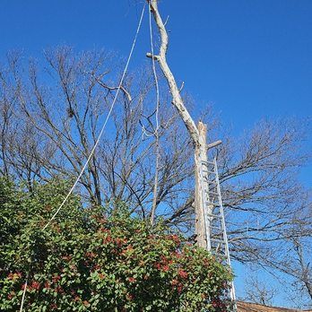 Loved Tree Service - Ggood jop - Tree Services Near Me Loved Tree Service - Ggood jop - Tree Services Near Me
