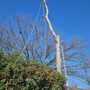 Photo of Loved Tree Service