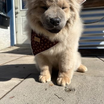 Napa Natural Dog Co. - Pet Groomers Near Me - Vallejo, California Napa Natural Dog Co. - Pet Groomers Near Me - Vallejo, California