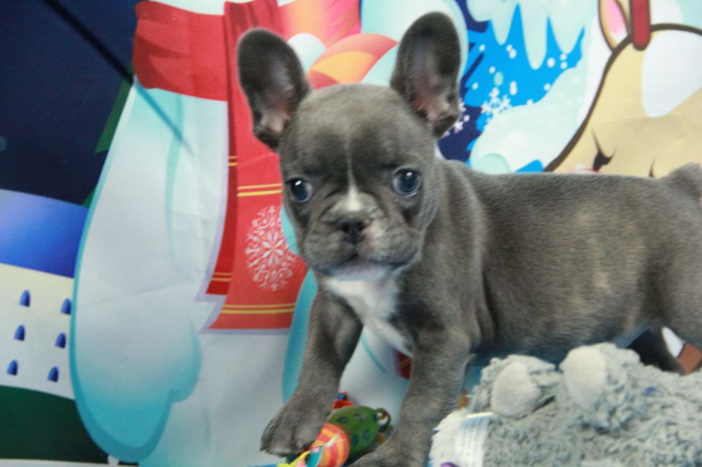 PARKER’S PRECIOUS PUPPIES 5550 B And J Hosiery Mill St, Hickory