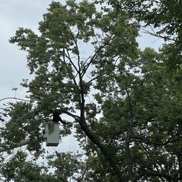 They carefully removed top branches so nothing would fall on our fencing or other trees