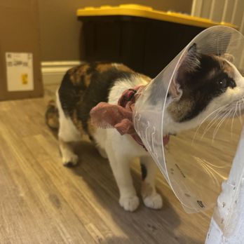 Oasis Pet Clinic - Priscilla - Veterinarians Near Me - Fullerton, California Oasis Pet Clinic - Priscilla - Veterinarians Near Me - Fullerton, California