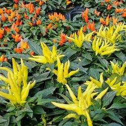 Fran's Flowers - From simple to exotic, lots of things to explore