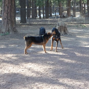 Thorpe Park - Dogs playing - Dog Parks Near Me - Flagstaff, Arizona Thorpe Park - Dogs playing - Dog Parks Near Me - Flagstaff, Arizona