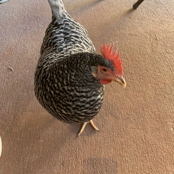 Russell Farm - Rooster attending class - Venues & Event Spaces Near Me - Burleson, Texas Russell Farm - Rooster attending class - Venues & Event Spaces Near Me - Burleson, Texas