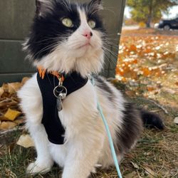 Goodrich Veterinary Clinic - Jazz-Office Manager