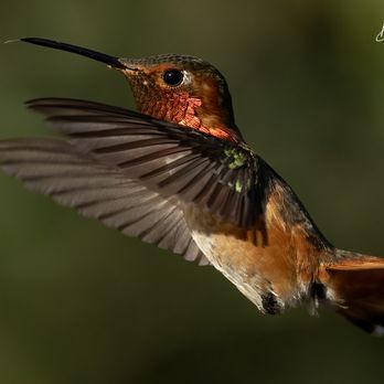 The Ranch at Laguna Beach - There are beautiful hummingbirds everywhere. - Resorts Near Me - Laguna Beach, California The Ranch at Laguna Beach - There are beautiful hummingbirds everywhere. - Resorts Near Me - Laguna Beach, California