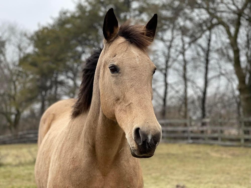 CASEY’S SAFE HAVEN Request Information 8N005 IL Rte 47, Maple Park