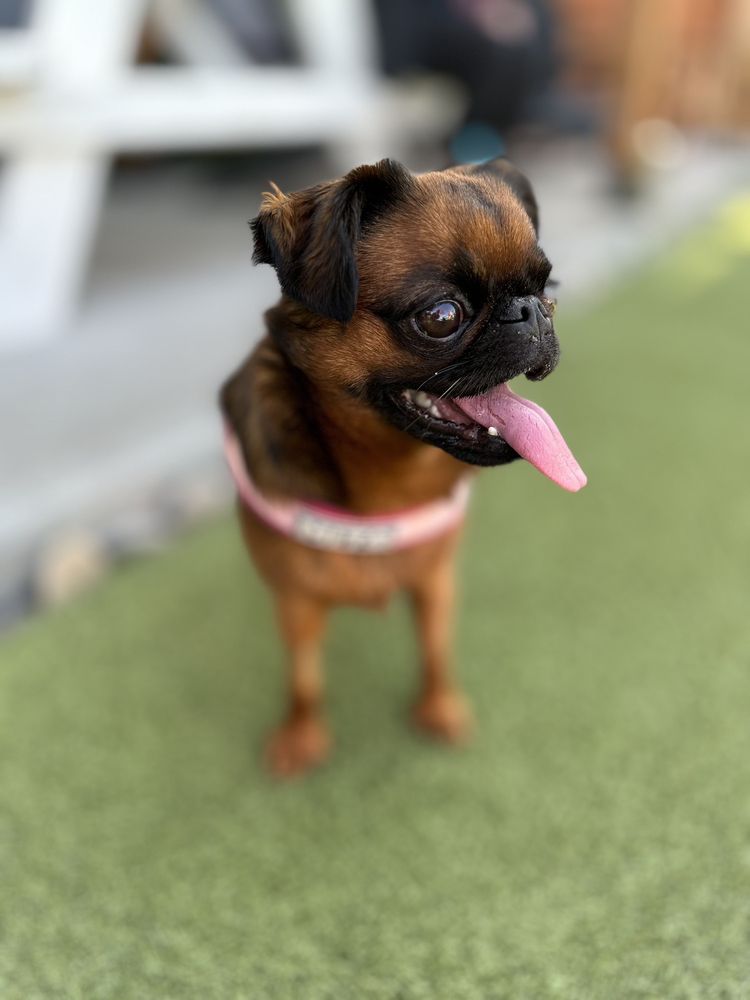Camp Crockett Little Campers - pet boarding facility in Seattle, WA