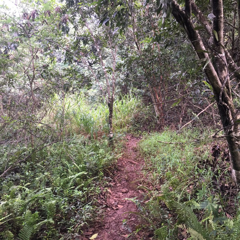 Waimano Loop Trail - Basic trail pic..pretty typical of the entire trail. - Hiking Near Me - Pearl City, Hawaii Waimano Loop Trail - Basic trail pic..pretty typical of the entire trail. - Hiking Near Me - Pearl City, Hawaii