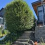 Dieguez Tree Services & Landscaping