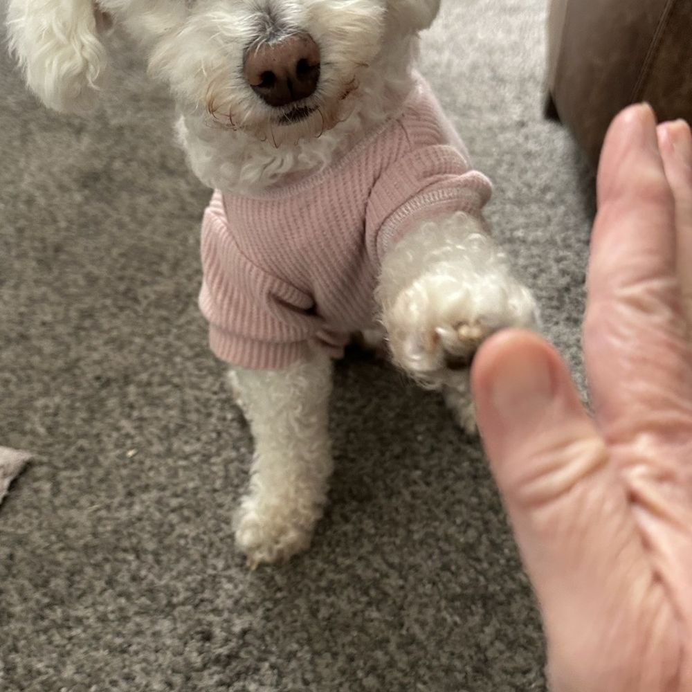 Bella Bella
