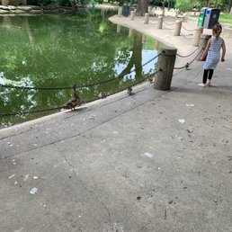 Ducks!