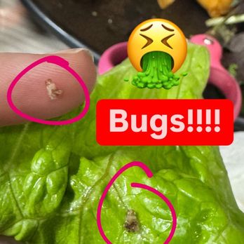 Buddha Vegetarian Restaurant - Not 1 but 2! They tried giving it back to us saying they weren't bugs. Shame on you !!! - Vietnamese Near Me - South El Monte, California Buddha Vegetarian Restaurant - Not 1 but 2! They tried giving it back to us saying they weren't bugs. Shame on you !!! - Vietnamese Near Me - South El Monte, California