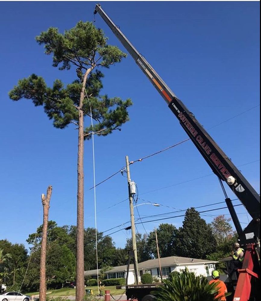 GREENWISE TREE SURGEONS Updated June 2024 Jacksonville, Florida