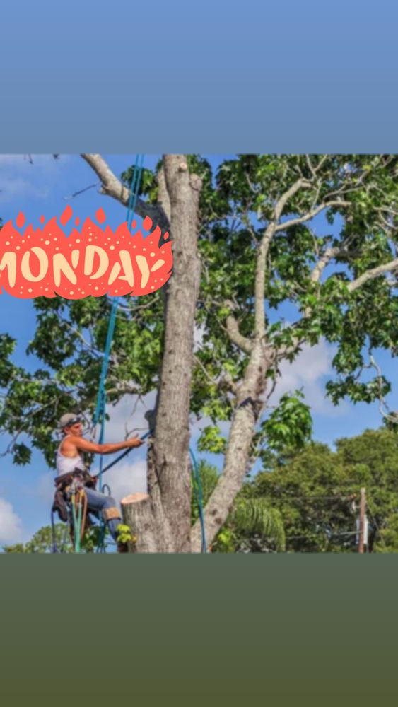 B&N Tree Service - tree service in Huntington, WV