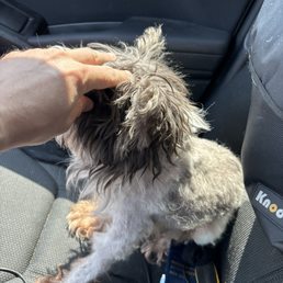 My dog's haircut that the groomer butchered.