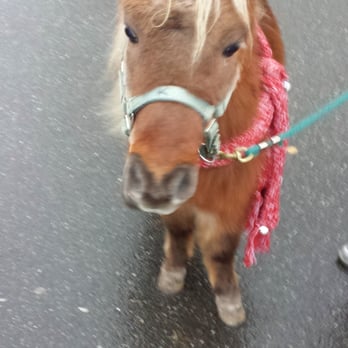 Jingle Bell Run - Pygmy/miniture horse decked in holiday colors ready for the Jingle Bell 5k walk/run. - Active Life Near Me - Bellingham, Washington Jingle Bell Run - Pygmy/miniture horse decked in holiday colors ready for the Jingle Bell 5k walk/run. - Active Life Near Me - Bellingham, Washington