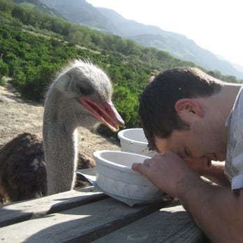 Ostrichland USA - ??? - Attraction Farms Near Me - Solvang, California Ostrichland USA - ??? - Attraction Farms Near Me - Solvang, California