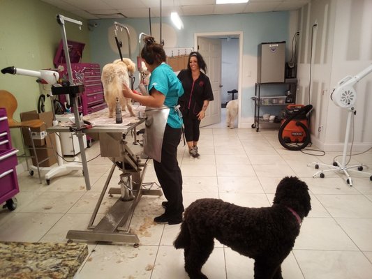 Topcoat 'n Tails Inc