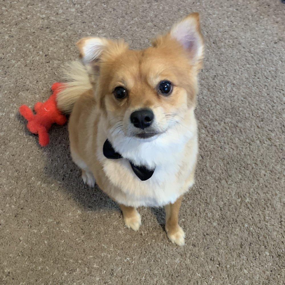 Furry Beginnings - Tater Tot the Pomapoo - Pet Groomers Near Me - Gilbert, Arizona