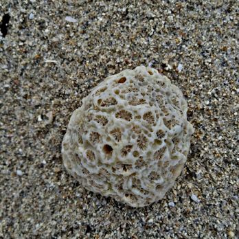 Lummus Park on South Beach - Corals - sea shell collector's heaven - Parks Near Me - Miami Beach, Florida Lummus Park on South Beach - Corals - sea shell collector's heaven - Parks Near Me - Miami Beach, Florida