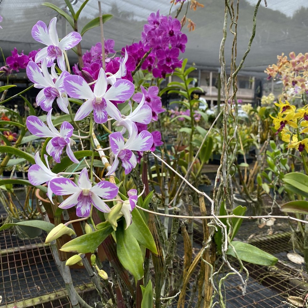 Olomana Orchids - Farms Near Me - Kaneohe, Hawaii Olomana Orchids - Farms Near Me - Kaneohe, Hawaii