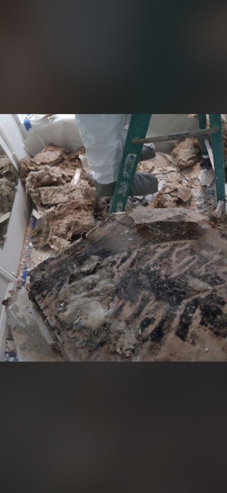 Affordable Mold Service - mold inspector in Hawthorne, CA