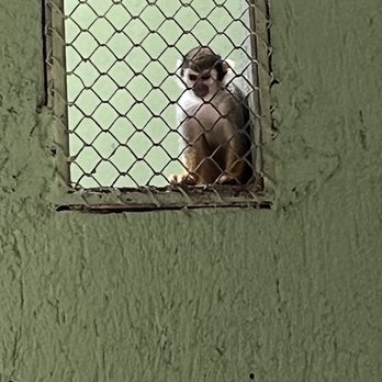 Akumal Monkey Sanctuary - Zoos Near Me - Akumal, ROO Akumal Monkey Sanctuary - Zoos Near Me - Akumal, ROO