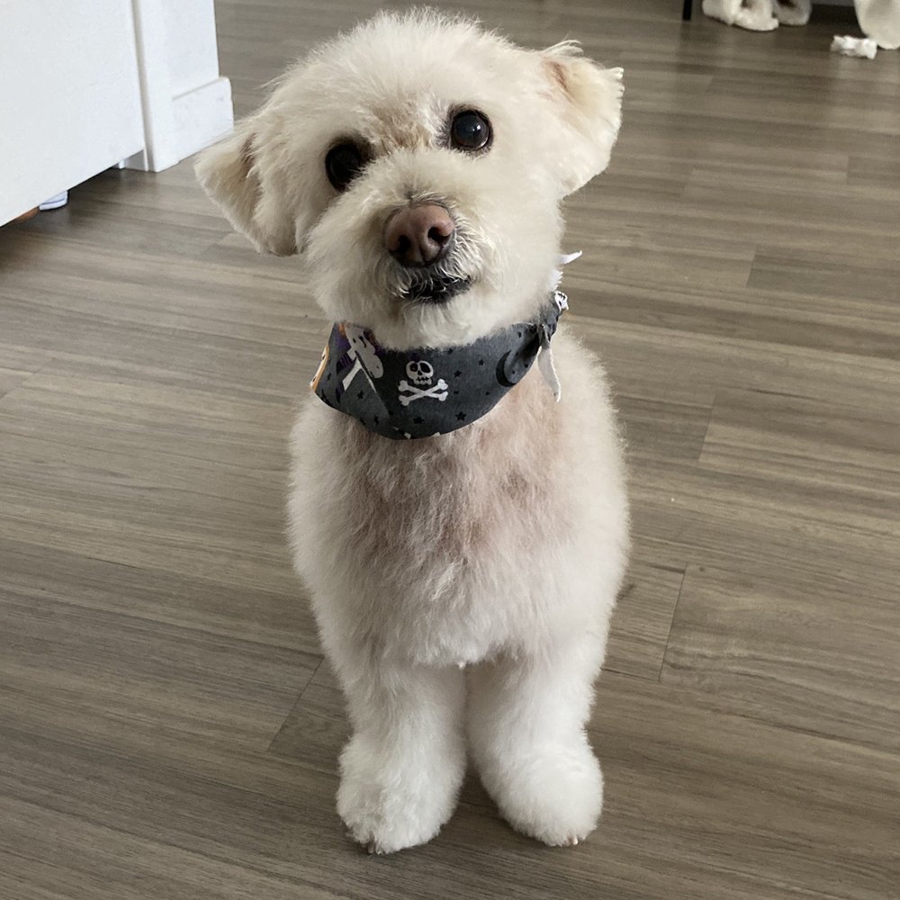 Kano's Pet Grooming  Mobile Service - Pet Groomers Near Me