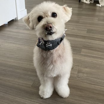 Kano's Pet Grooming  Mobile Service - Pet Groomers Near Me