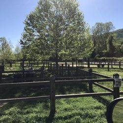 Azalea Road Dog Park