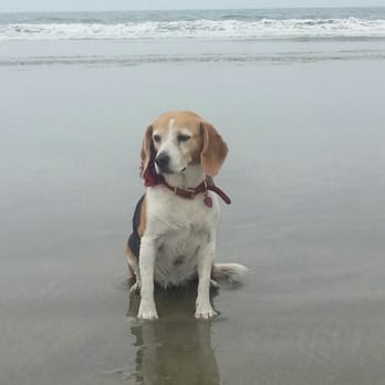 Coronado Dog Beach - Beaches Near Me - Coronado, California Coronado Dog Beach - Beaches Near Me - Coronado, California